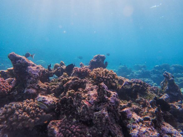 Underwater coral reef